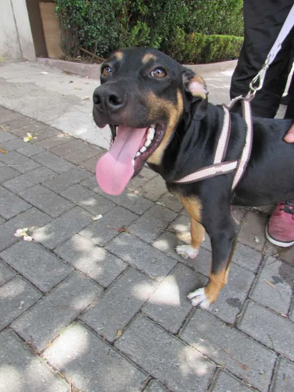Cachorro ra a SRD idade 7 a 11 meses nome Costelinha