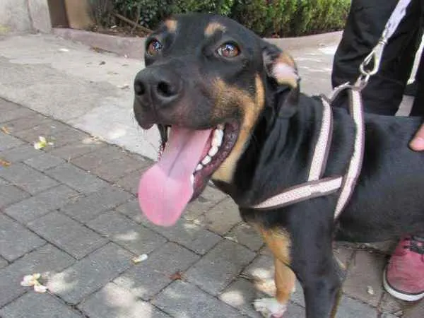 Cachorro ra a SRD idade 7 a 11 meses nome Costelinha