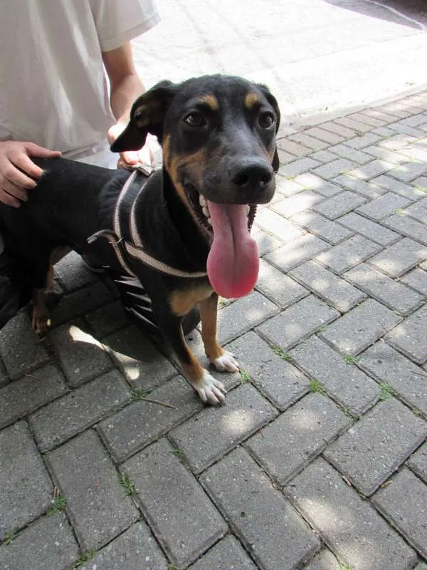 Cachorro ra a SRD idade 7 a 11 meses nome Costelinha