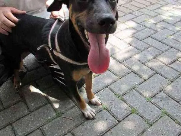 Cachorro ra a SRD idade 7 a 11 meses nome Costelinha