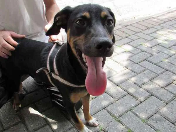 Cachorro ra a SRD idade 7 a 11 meses nome Costelinha