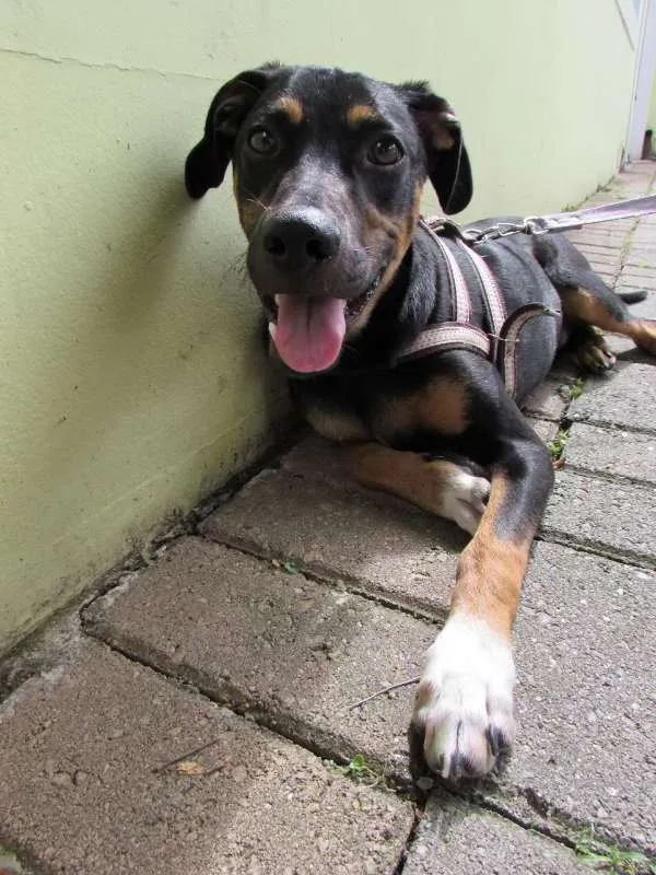 Cachorro ra a SRD idade 7 a 11 meses nome Costelinha