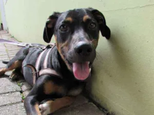 Cachorro raça SRD idade 7 a 11 meses nome Costelinha