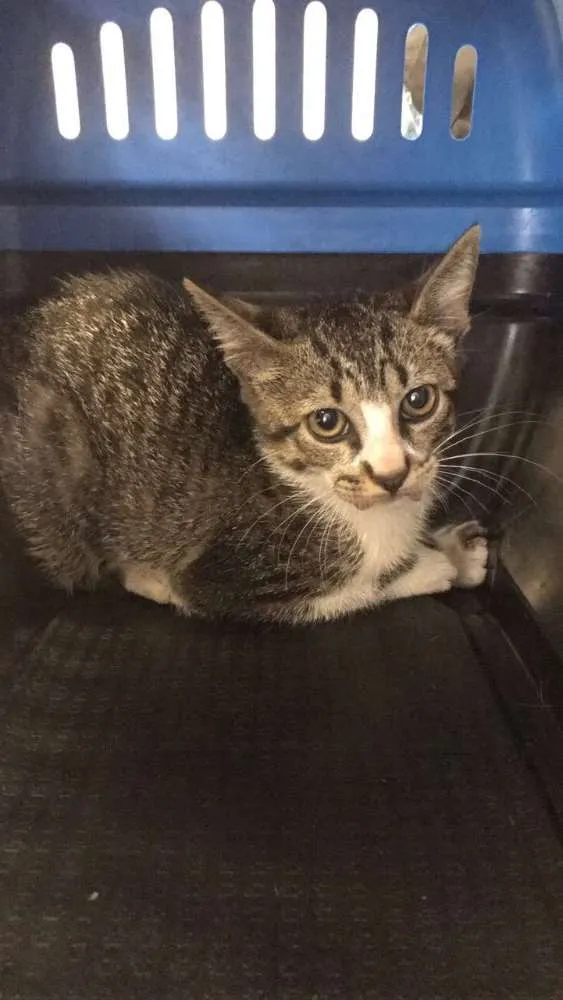 Gato raça Vira lata idade 2 a 6 meses nome Jão