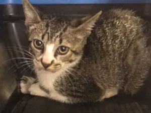 Gato raça Vira lata idade 2 a 6 meses nome Jão