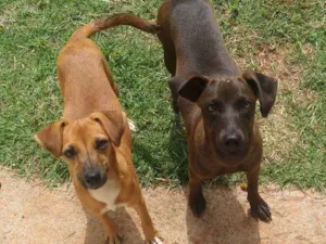 Cachorro raça Vira-lata idade 7 a 11 meses nome Maju e Lola