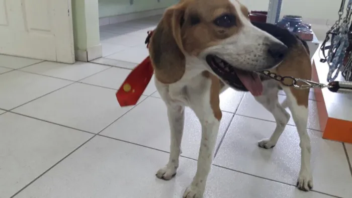 Cachorro raça Beagle idade  nome Não sei