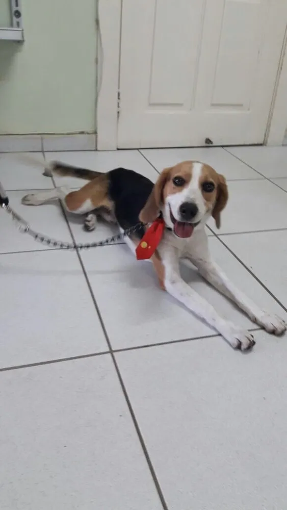 Cachorro raça Beagle idade  nome Não sei