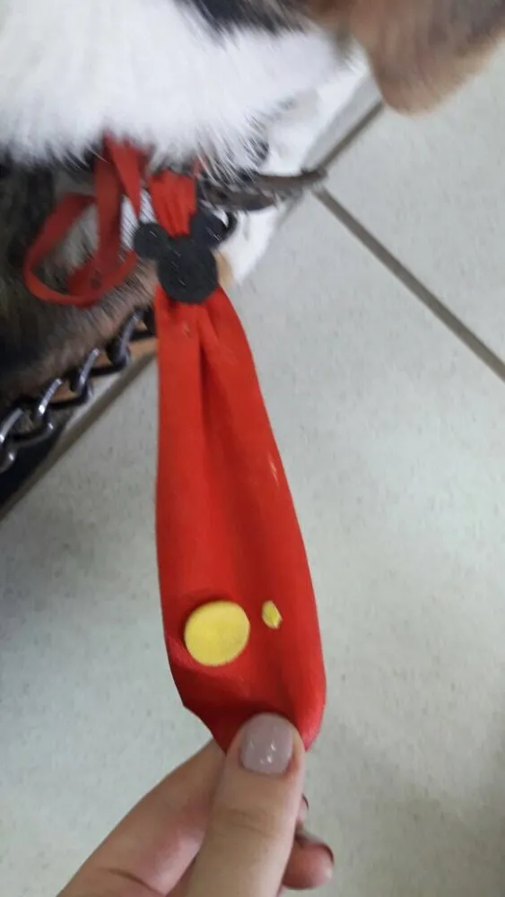 Cachorro raça Beagle idade  nome Não sei