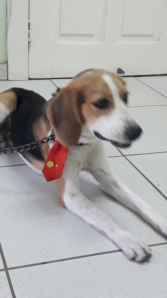 Cachorro raça Beagle idade  nome Não sei