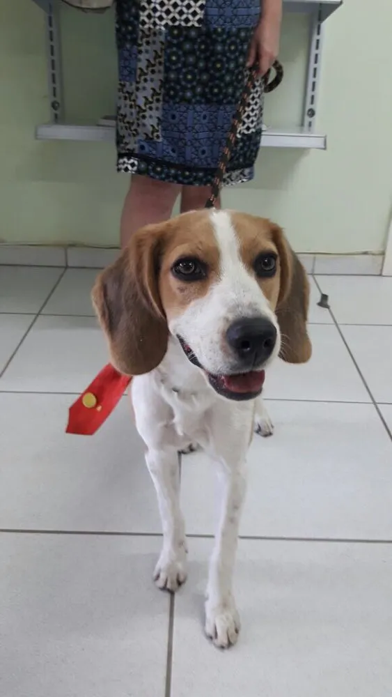 Cachorro raça Beagle idade  nome Não sei