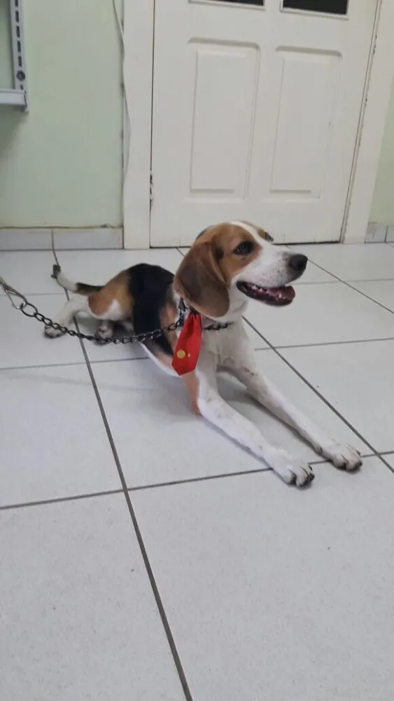 Cachorro raça Beagle idade  nome Não sei