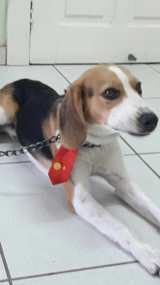 Cachorro raça Beagle idade  nome Não sei