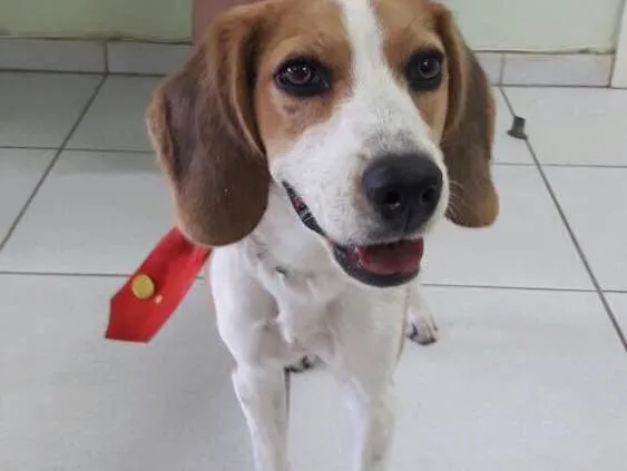 Cachorro raça Beagle idade  nome Não sei