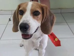 Cachorro raça Beagle idade  nome Não sei