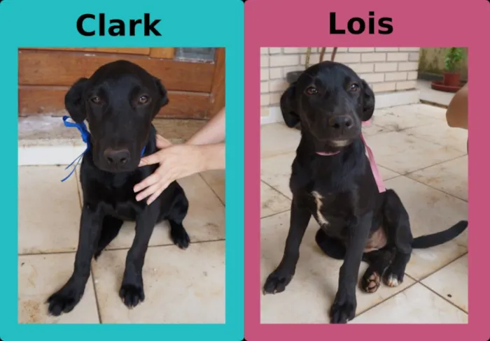 Cachorro ra a SRD idade 2 a 6 meses nome Clark e Lois