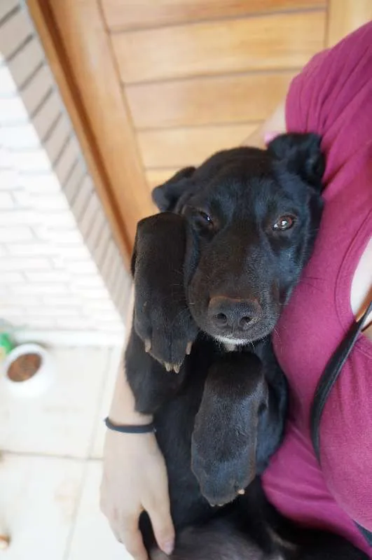 Cachorro ra a SRD idade 2 a 6 meses nome Clark e Lois