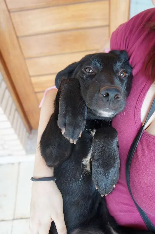 Cachorro ra a SRD idade 2 a 6 meses nome Clark e Lois