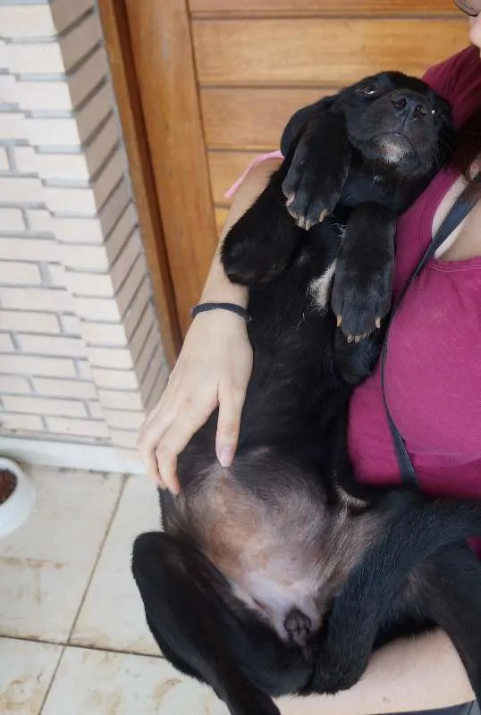 Cachorro ra a SRD idade 2 a 6 meses nome Clark e Lois