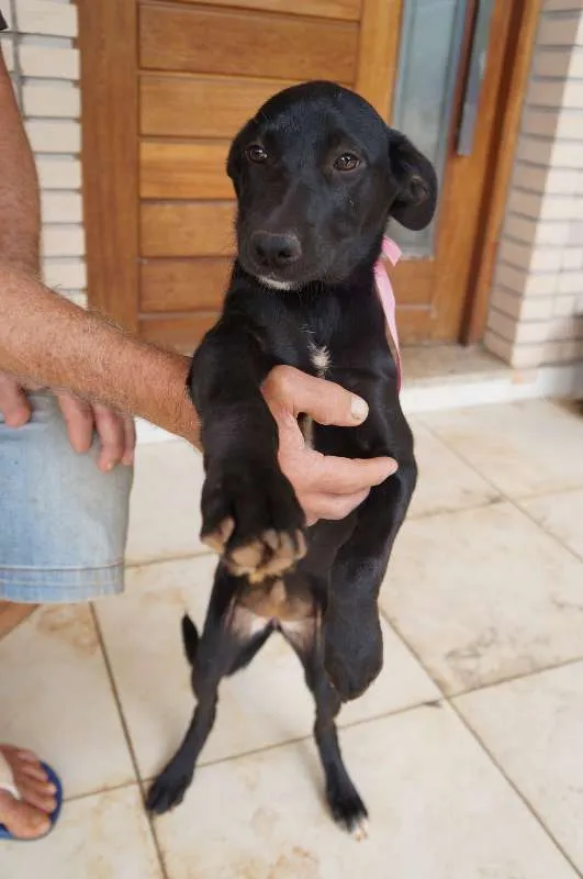 Cachorro ra a SRD idade 2 a 6 meses nome Clark e Lois