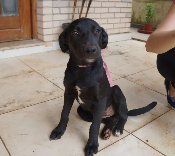 Cachorro ra a SRD idade 2 a 6 meses nome Clark e Lois