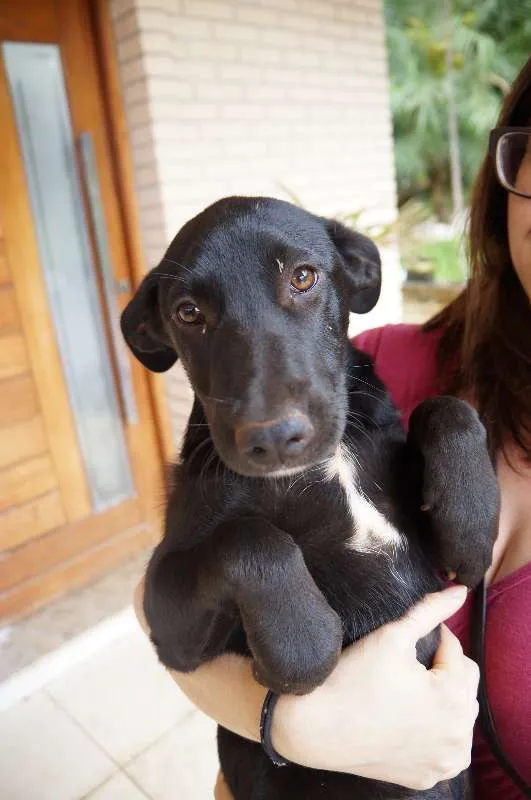 Cachorro ra a SRD idade 2 a 6 meses nome Clark e Lois