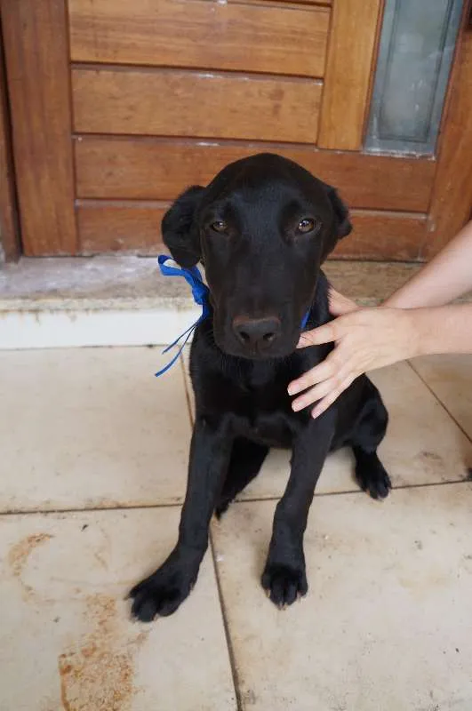 Cachorro ra a SRD idade 2 a 6 meses nome Clark e Lois