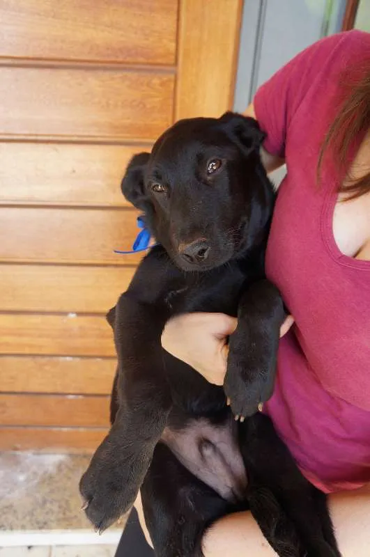 Cachorro ra a SRD idade 2 a 6 meses nome Clark e Lois
