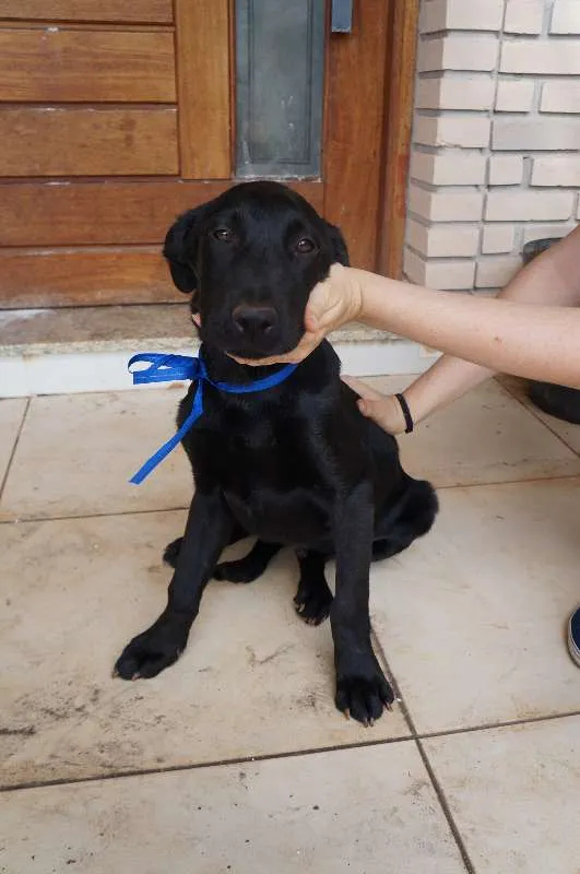Cachorro ra a SRD idade 2 a 6 meses nome Clark e Lois