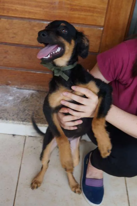Cachorro ra a SRD idade 2 a 6 meses nome Fred