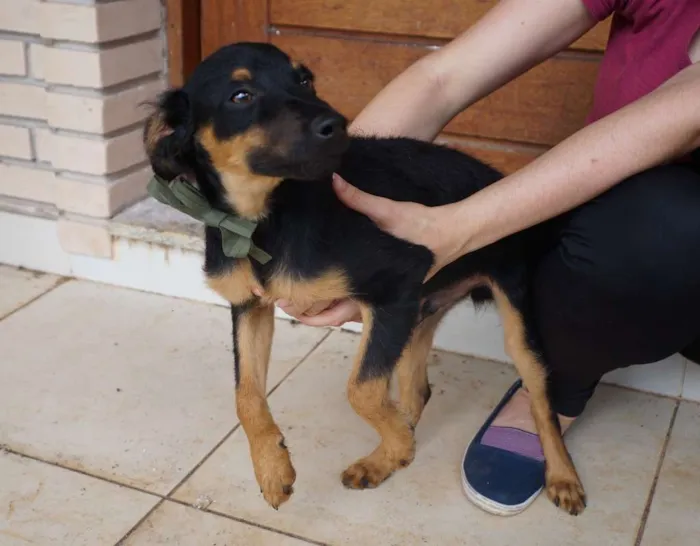 Cachorro ra a SRD idade 2 a 6 meses nome Fred