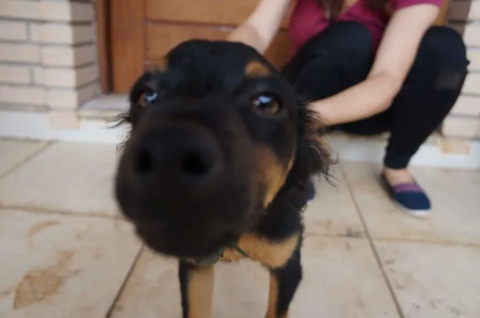 Cachorro ra a SRD idade 2 a 6 meses nome Fred