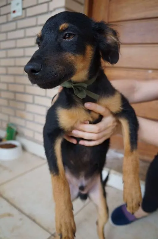 Cachorro ra a SRD idade 2 a 6 meses nome Fred