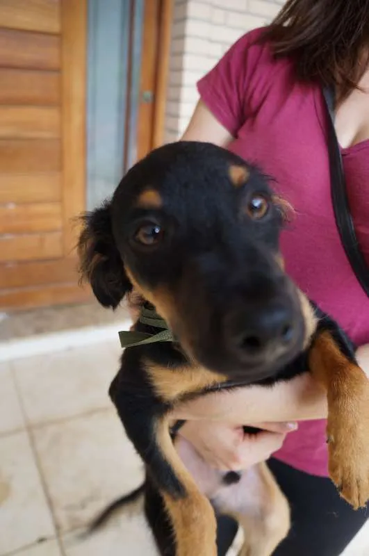 Cachorro ra a SRD idade 2 a 6 meses nome Fred