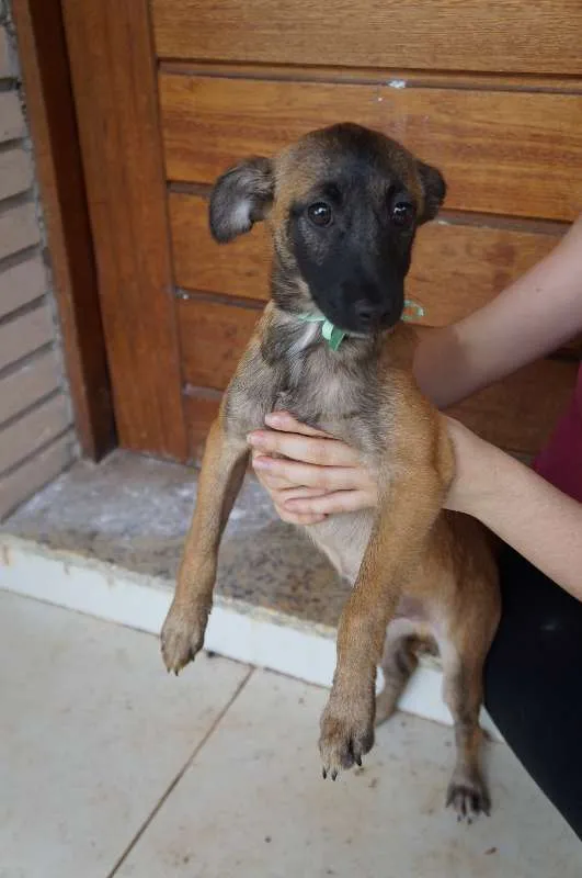 Cachorro ra a SRD idade 2 a 6 meses nome Tomas