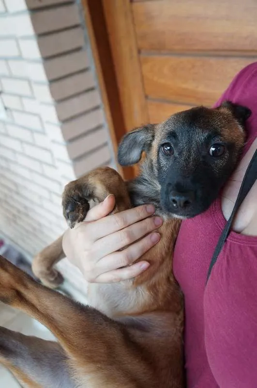 Cachorro ra a SRD idade 2 a 6 meses nome Tomas