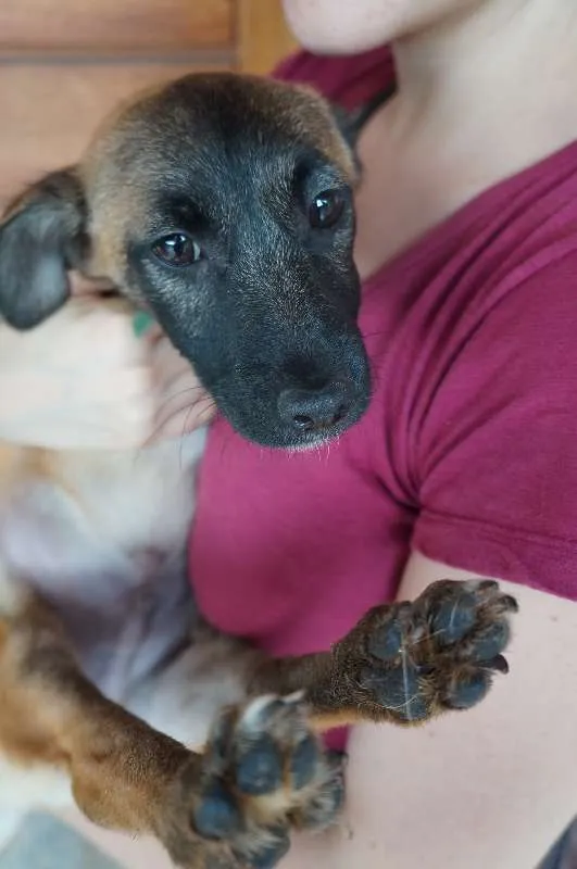 Cachorro ra a SRD idade 2 a 6 meses nome Tomas