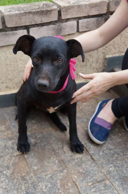 Cachorro ra a SRD idade 7 a 11 meses nome Nancy