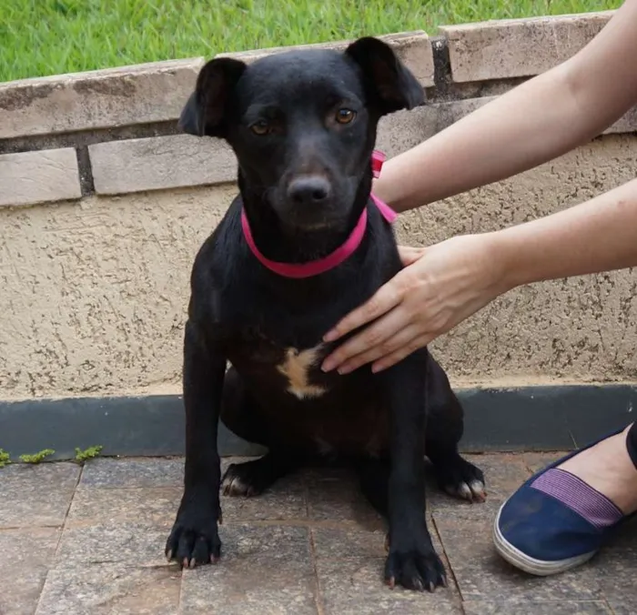Cachorro ra a SRD idade 7 a 11 meses nome Nancy