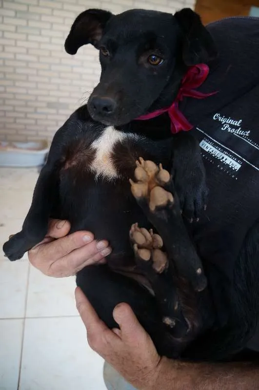 Cachorro ra a SRD idade 7 a 11 meses nome Nancy