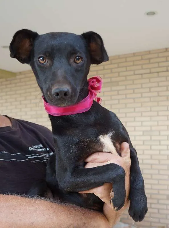 Cachorro ra a SRD idade 7 a 11 meses nome Nancy