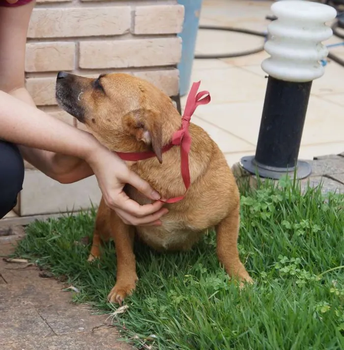 Cachorro ra a SRD idade 2 anos nome Molly