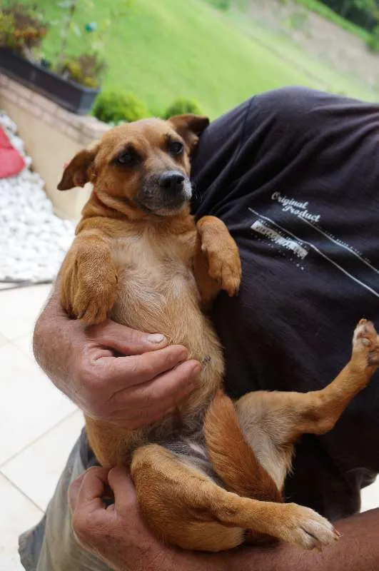 Cachorro ra a SRD idade 2 anos nome Molly