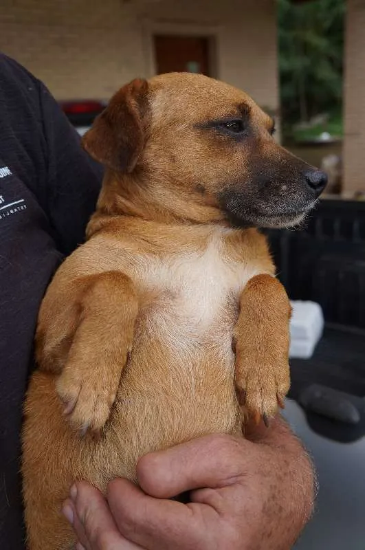 Cachorro ra a SRD idade 2 anos nome Molly