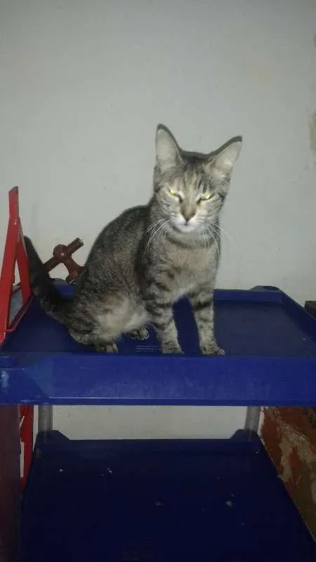 Gato ra a Srd idade 2 a 6 meses nome Baby