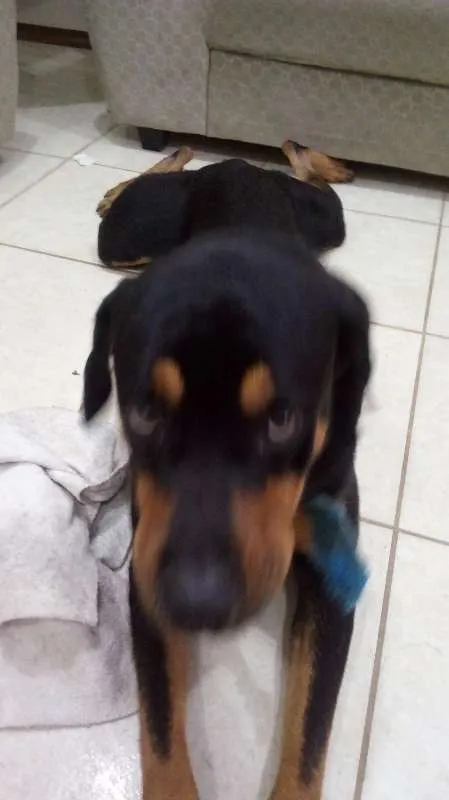 Cachorro raça Rottweiler idade 1 ano nome Preto