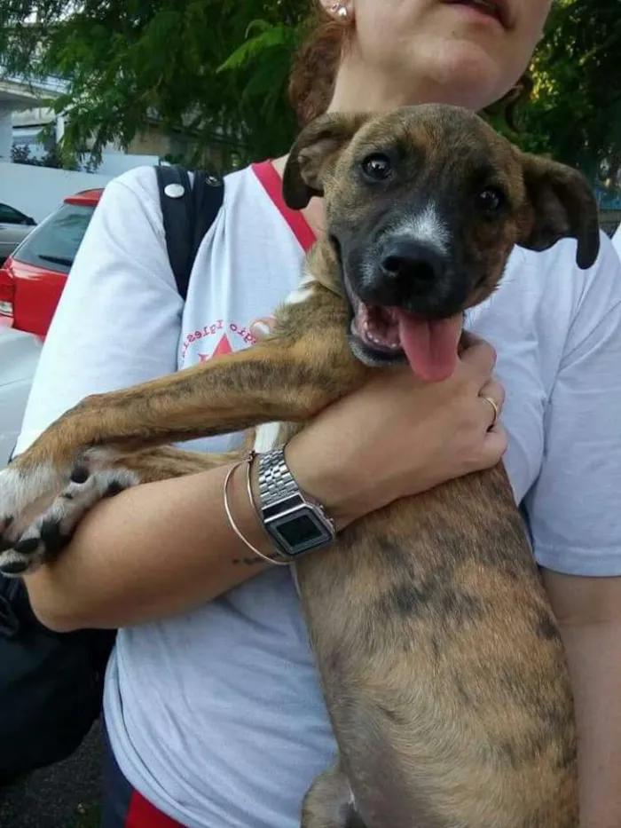 Cachorro ra a SRD idade 2 a 6 meses nome Tigrão 