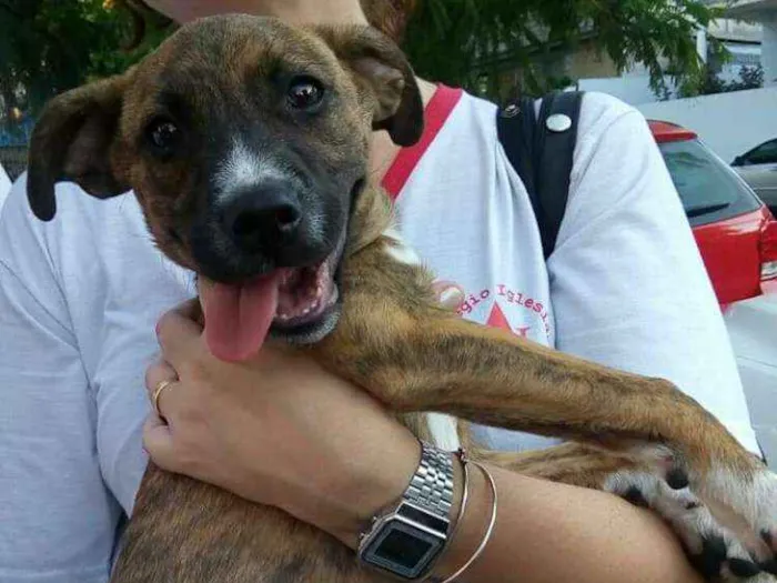 Cachorro ra a SRD idade 2 a 6 meses nome Tigrão 