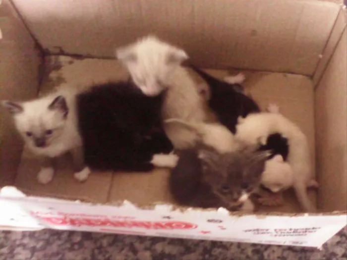 Gato ra a  idade Abaixo de 2 meses nome Sem nome