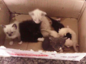 Gato raça  idade Abaixo de 2 meses nome Sem nome